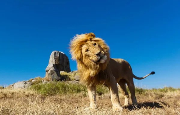 女子下班途中偶遇东北虎，遇到凶猛动物该如何应对？