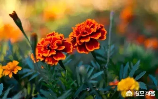 你有哪些喜欢的句子想要分享吗?