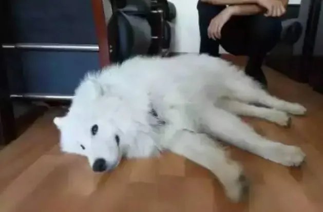 萨摩耶吃穷交警队了吗?