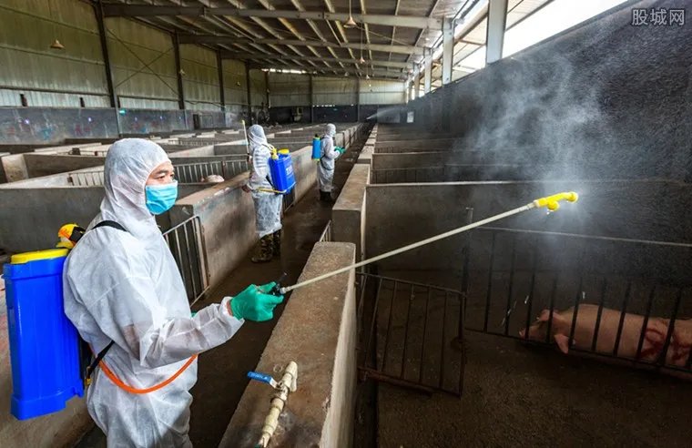 韩国宰5万头猪 防止非洲猪瘟蔓延屠宰近5万头生猪