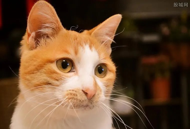 惊奇队长票房破10亿 橘猫的贡献才是最大的！