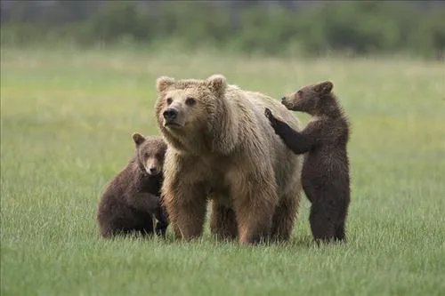 上海野生动物园发生熊伤人事件，园区管理是否有漏洞？