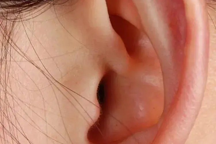 人的五官指什么部位