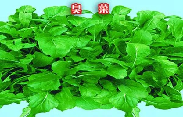 改刀肉是什么地方的菜,东北菜(一道非常重视刀工的菜)