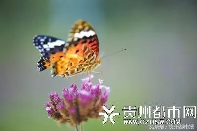 为什么沈阳八一公园里有很多飞机大炮?