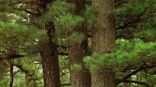 松树的外形特征是什么