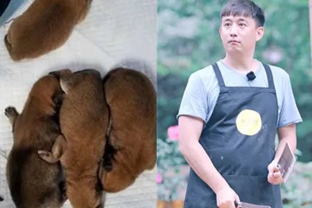 黄磊发文回复亮了 小欢喜9月27日开机