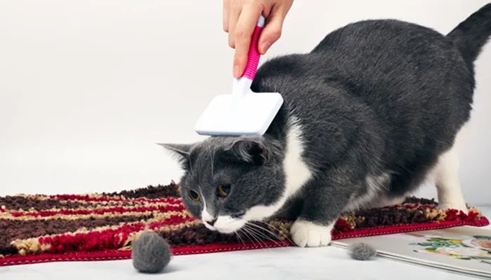 净得丽是哪个国家的品牌 净得丽是哪里的品牌