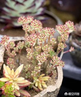 多肉新手，有哪些一定要知道的入门小知识？