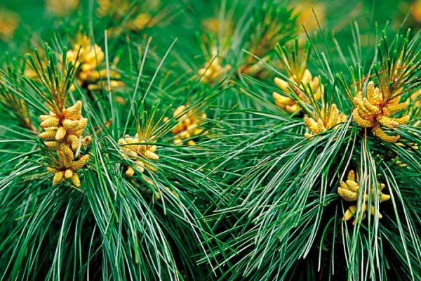 松树的外形特征是什么