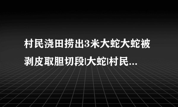 村民浇田捞出3米大蛇大蛇被剥皮取胆切段|大蛇|村民|万象_飞外新闻