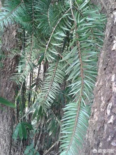 植物熊猫之称的是什么?