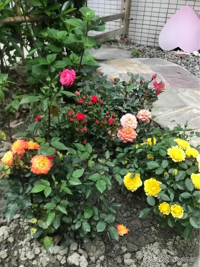 三道堰小产权房