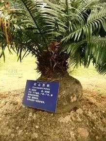 中国花卉盆景铁树到底该如何养？