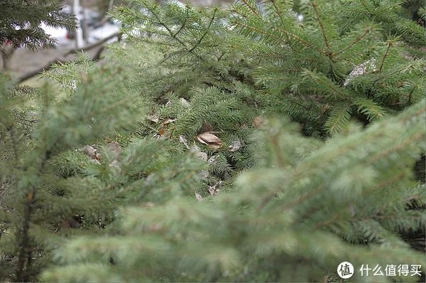 一个过时的备机：RICOH 理光 GX200