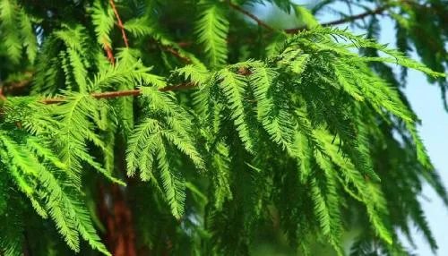 三峡库区再现水中森林，这一美景是如何形成的？