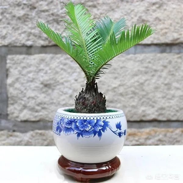 中国花卉盆景铁树到底该如何养？