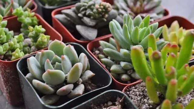 多肉新手，有哪些一定要知道的入门小知识？