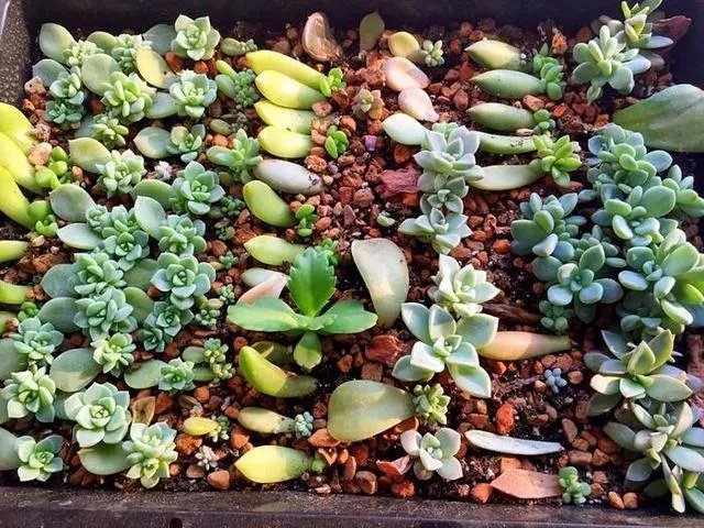 多肉新手，有哪些一定要知道的入门小知识？