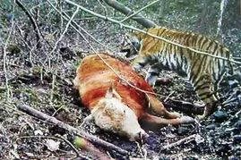 中国首次拍到野生东北虎捕猎视频,这个视频罕见吗?