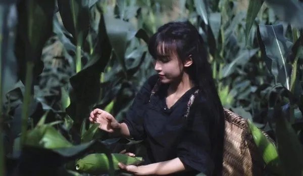 出题人回应李子柒写入考卷，是因为传播正能量起鼓励作用？